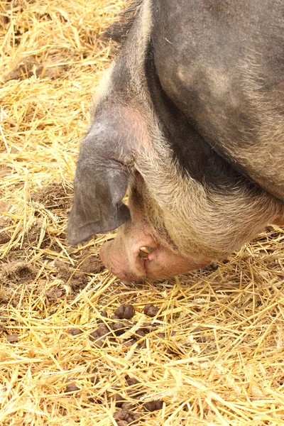 Primer plano de un cerdo muy grande rosa y negro —  Fotos de Stock