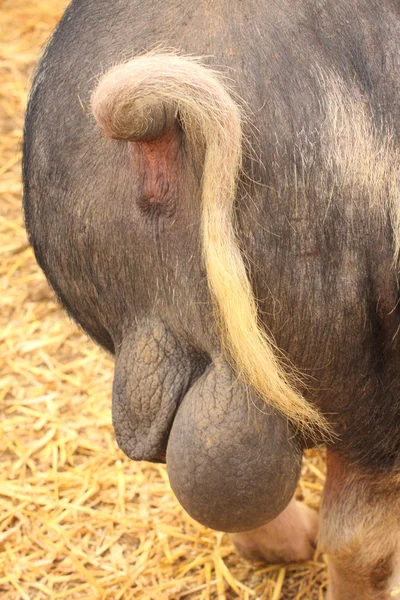 Задний вид большой свиньи и его яичек — стоковое фото