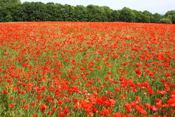 Fields of poppies in spring in France — Stock Photo, Image