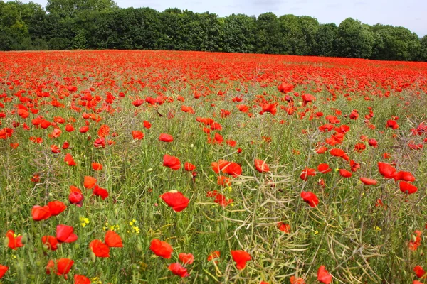 Poppies bahar Fransa alanları — Stok fotoğraf
