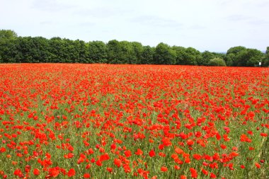 poppies bahar Fransa alanları