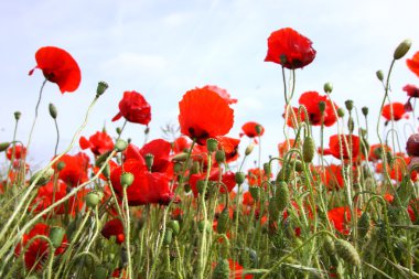 poppies bahar Fransa alanları