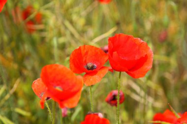 poppies bahar Fransa alanları