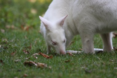 Bennett kanguru kanguru hayvanat bahçesinde Fransa