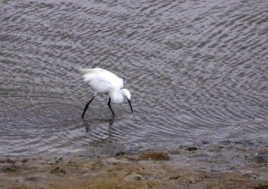 Küçük ak balıkçıl, aigrette garzette