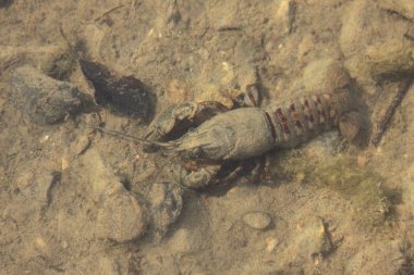 Crayfish in its natural environment, in water clipart