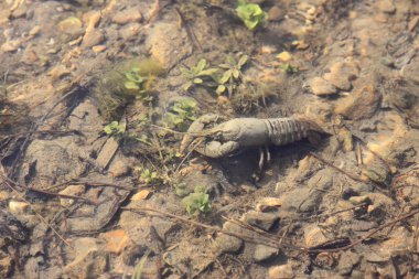 Crayfish in its natural environment, in water clipart