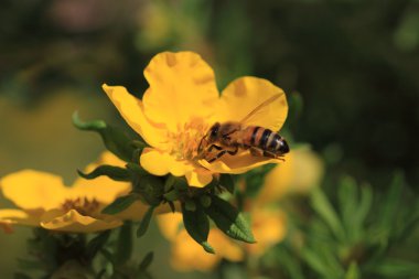 Arı, apoidea, abeille