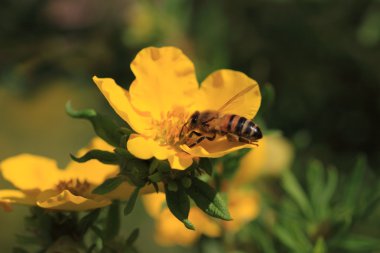 Bee, Apoidea, Abeille clipart