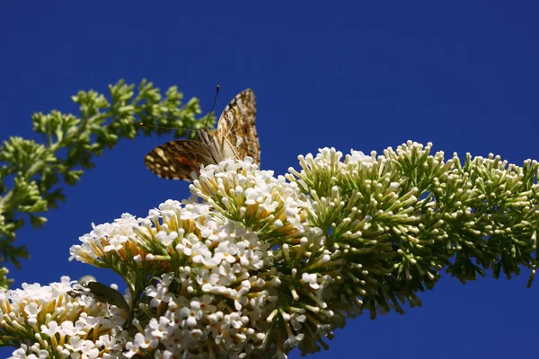 Butterfly cynthia cardui, la belle dame — Stock Photo, Image
