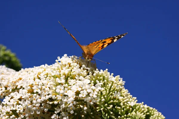 Butterfly cynthia cardui, la belle dame — Stok Foto