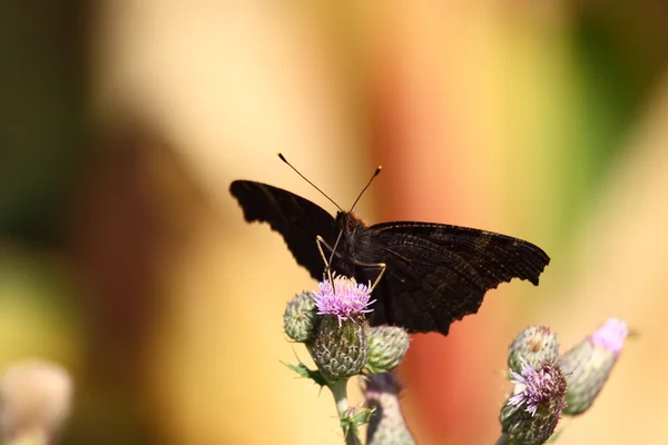 Vlinder aan bloem — Stockfoto