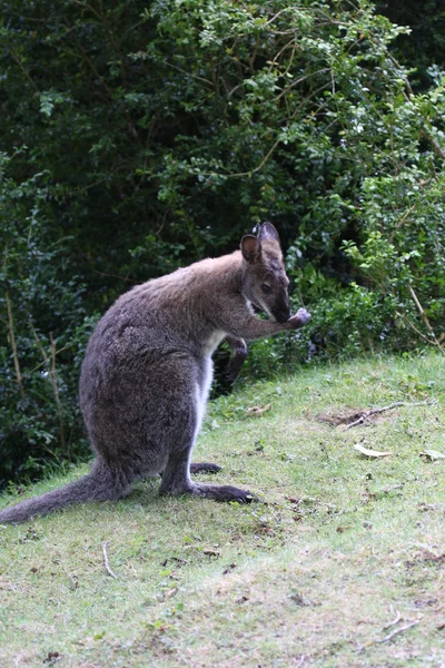 Bennett wallaby, canguro en un zoológico en Francia — Foto de Stock