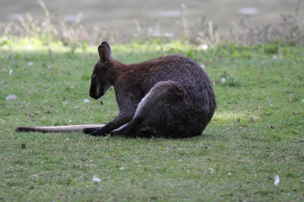 Беннет валабі, кенгуру в зоопарку у Франції — стокове фото