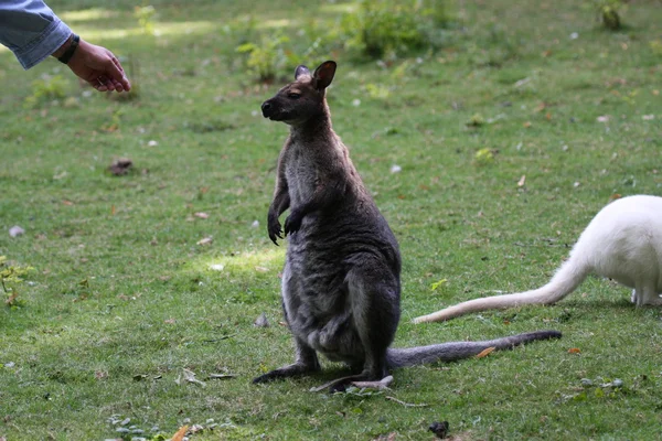 Bennett wallaby, kenguru eläintarhassa Ranskassa — kuvapankkivalokuva