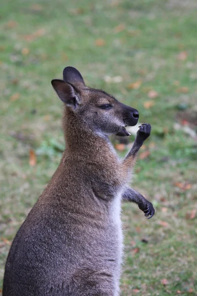 Беннет валабі, кенгуру в зоопарку у Франції — стокове фото