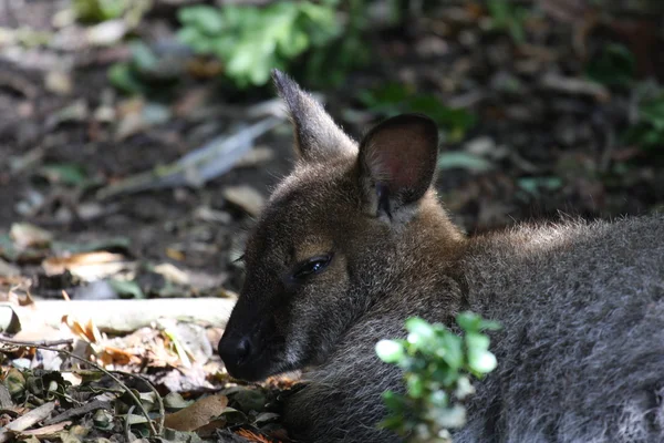 Bennett wallaby, känguru på en djurpark i Frankrike — Stockfoto