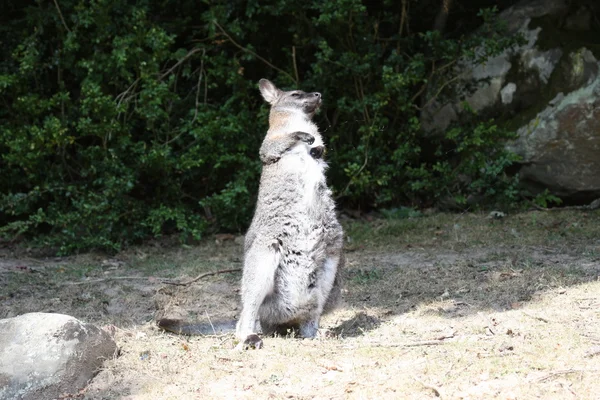 贝内特袋鼠，袋鼠一家动物园在法国 — 图库照片