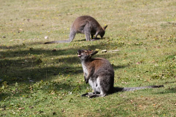 Bennett wallaby, kangoeroe in een dierentuin in Frankrijk — Stockfoto