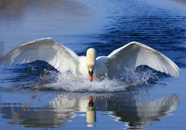 Ataque de cisne — Fotografia de Stock