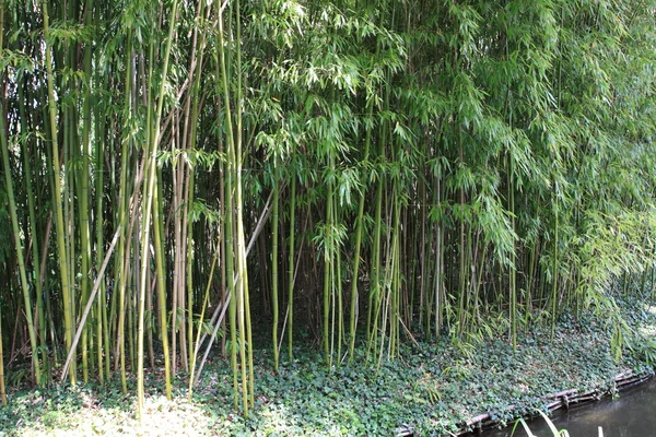 stock image River in the garden