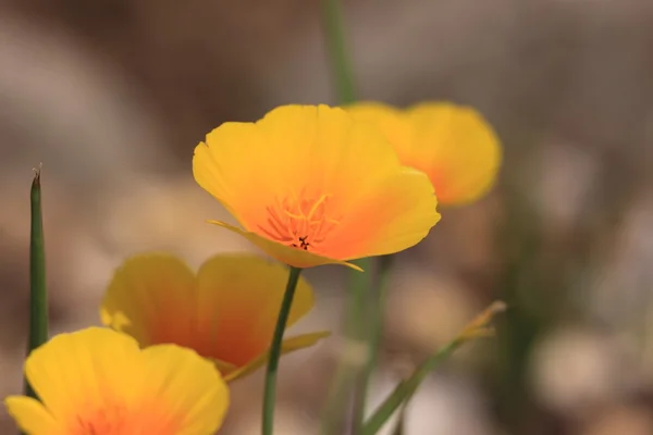 Eschscholtzia of California, california poppy — Stock Photo, Image