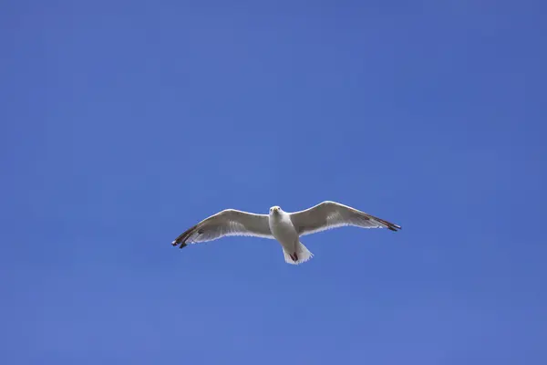 Stock image Gull, seagull