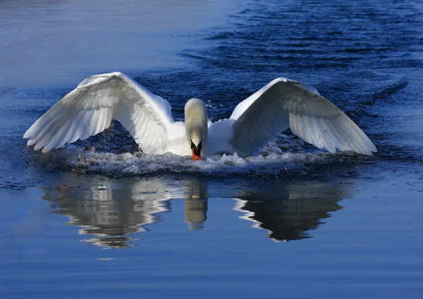 Swan attack — Stock Photo, Image