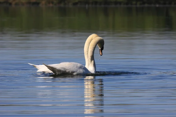 Mating swans — Stock Photo, Image