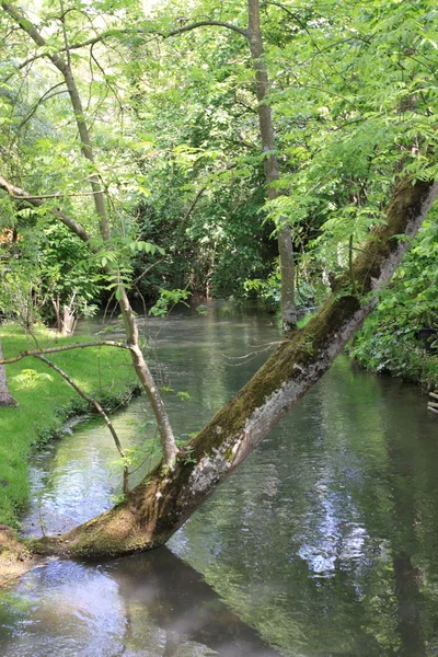 stock image River in the garden