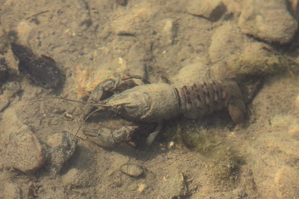 Cangrejos de río en su entorno natural, en el agua —  Fotos de Stock