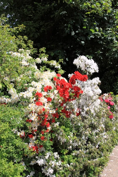 Baharda çiçek bahçesi — Stok fotoğraf