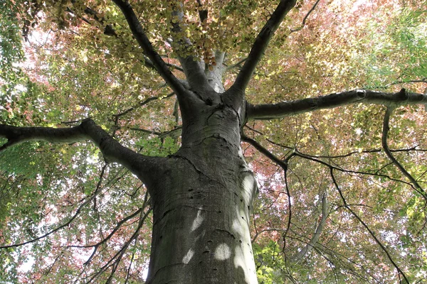 銅ふな木トップ — ストック写真