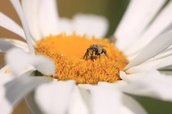 Bee, Apoidea, Abeidea — стоковое фото