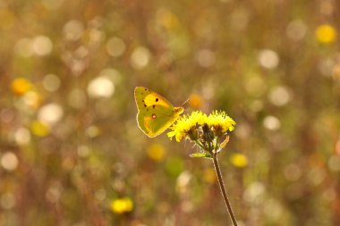 Colias crocea, le soucis