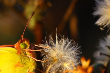 Colias crocea, le soucis