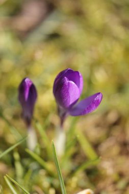 Crocus srping çiçek