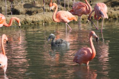 Pink flamingos clipart