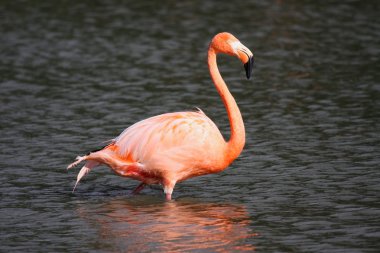 güzel flamingo