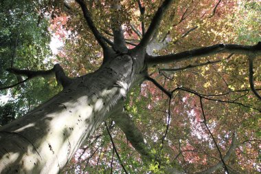 Copper beech, tree-top