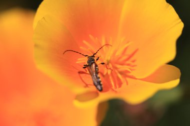 Stenopterus rufus (linnaeus)