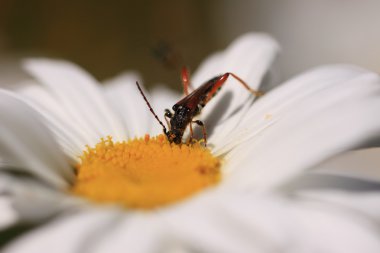 Stenopterus rufus (linnaeus)