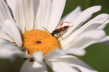 Stenopterus rufus (linnaeus)