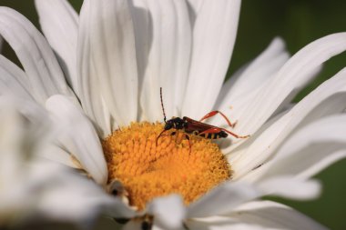 Stenopterus rufus (linnaeus)