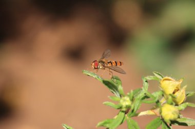 Hoverfly Syrphe syrphidae clipart