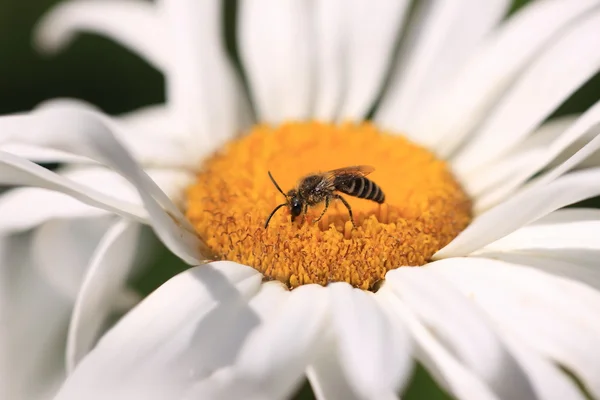 Bi, apoidea, abeille — Stockfoto