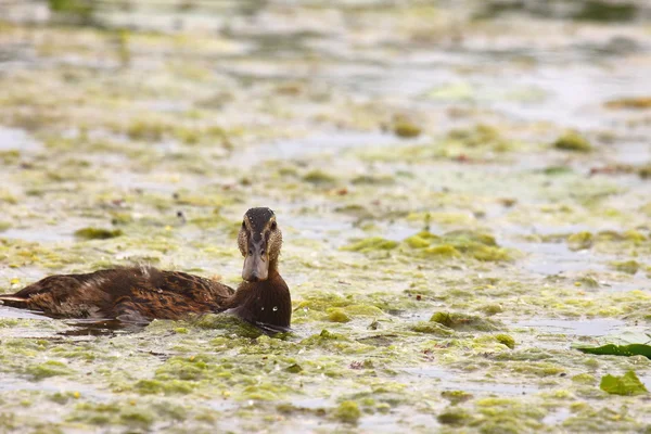 Genç bir ördek vurdum erkek, ördek kamışı — Stok fotoğraf