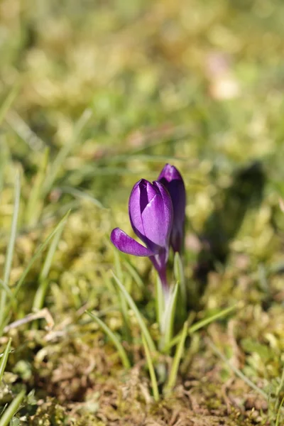 Srping krokus kwiat — Zdjęcie stockowe