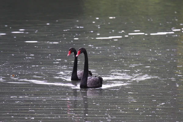 Cisne negro, anatidae — Fotografia de Stock