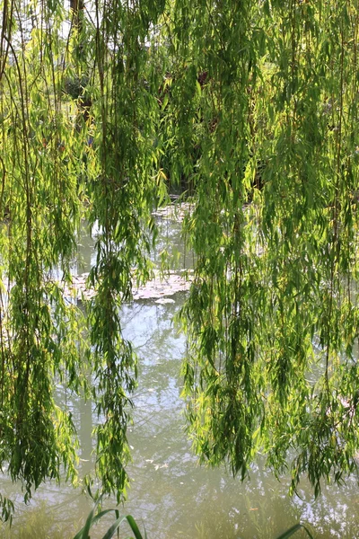 Nehir Bahçe — Stok fotoğraf
